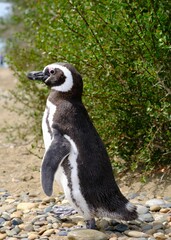 Magellanic penguin perched atop a rocky outcrop