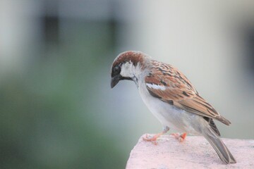 Small bird perched on a large rock ledge, overlooking a natural setting