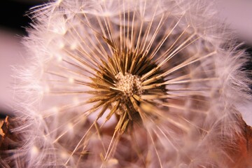 a person holding a dandelion plant with its seeds spinning around