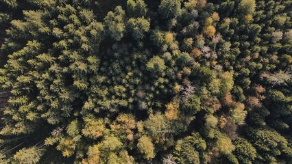Aerial shot of lush green trees in a forest.