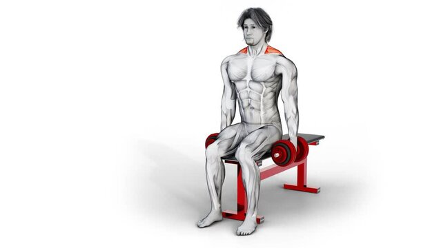 3d illustration of trapezius muscle exercise with two dumbbells while sitting