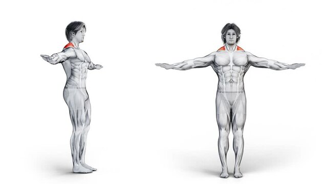 3d illustration of muscular character doing exercise for trapezius muscle