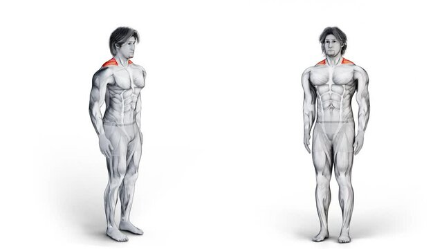 3d illustration of muscular character doing a neck stretching on isolated white background