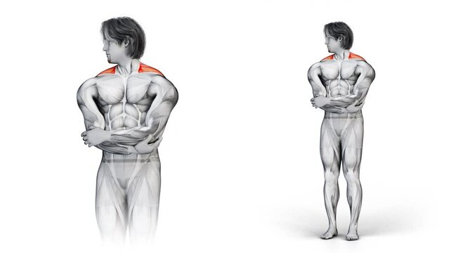 3d illustration of muscular man doing exercise for trapezius muscle while standing