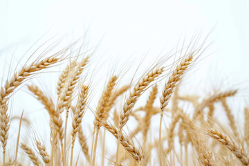 Wheat on white background. Wheat crop close-up