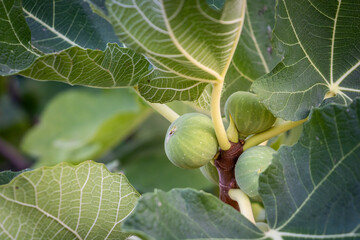 Young ripening fig fruit on a branch in Greece. Stem with Green Figs. Fig fruit growth. Ripening stage of figs, growing fig bush