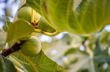 Young ripening fig fruit on a branch in Greece. Stem with Green Figs. Fig fruit growth. Ripening stage of figs, growing fig bush