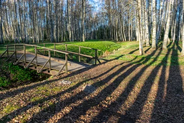 Crédence de cuisine en verre imprimé Bouleau landscape with a birch grove on a spring morning, the first bright green