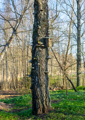 old tree trunk in a park, good home for various birds and insects