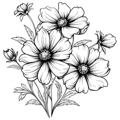 Cosmos flower with leaves, vector illustration.