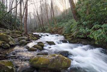 stream in the forest