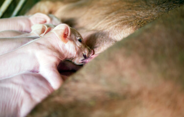 Close-up of Small masses piglet drinking milk from breast in the farm,A week-old newborn piglet is suckling from its mother in pig farm