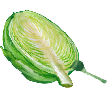 Concept illustration of cabbage hand draw water colour style , fit for your element project.