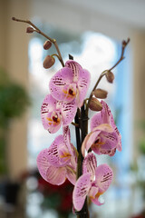 Spotted Orchid Elegance: Natural Light Blooms