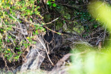 Beautiful pademelon and wallaby in the Australian bush, in the blue mountains, nsw. Australian wildlife in a national park