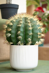 Sleek White Pot: Home for Spiky Green Cactus