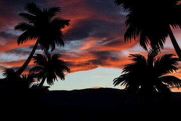 Silhouette of palm trees in the landscape at sunset. Twilight and exotic.