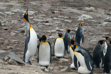 Fototapeta premium Fascinating changing of the guard after a foraging parent returns to take its turn keeping the egg warm, Lagoon Bluff, Stanley, Falkland Islands, UK