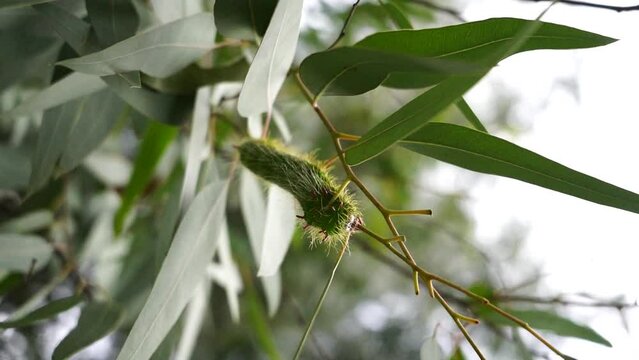 Larva, oruga, gusano en rama de eucalipto
