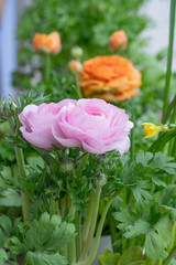  Two Vibrant Pink roses and three orange roses in the background