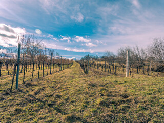 spring vineyards landscape