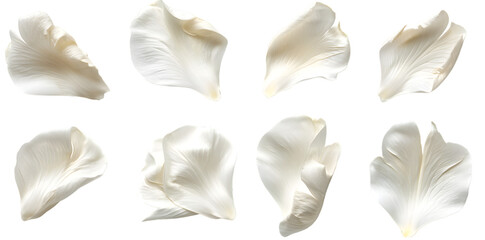 Collection of soft white flower petals isolated on transparent background