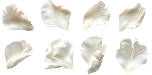 Collection of soft white flower petals isolated on transparent background