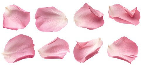 Collection of soft pink flower petals isolated on transparent background