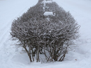 Frozen branches of bushes covered with frost and snow