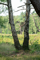 Tree in the forest and heathland of nature reserve Zonneheide in Hilversum in The Netherlands