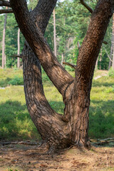 Tree in the forest and heathland of nature reserve Zonneheide in Hilversum in The Netherlands