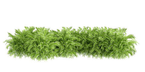 Palm trees bush isolated on white 