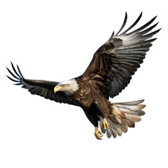Obraz premium Big eagle looking isolated on white.