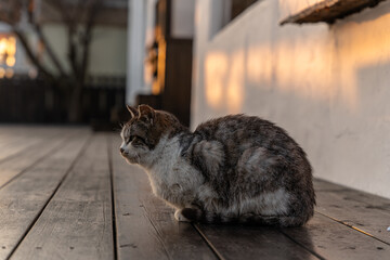 고양이