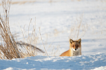 Hokkaido red fox looking over back of winter snow