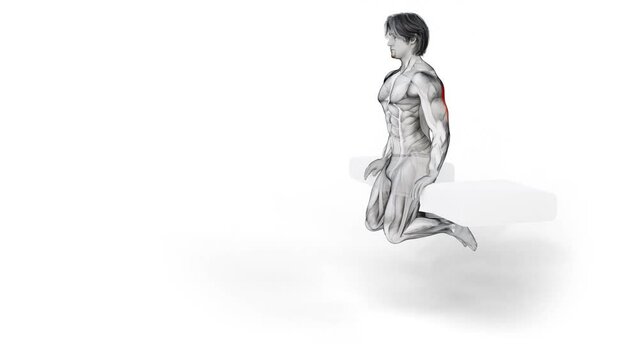 3d render of muscular character doing triceps workout on white isolated background