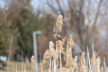 Fototapeta premium bird sparrow