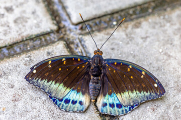 Colorful and beautifully patterned diurnal butterflies search for food in the warm morning sun.