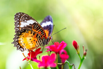 Fototapeta premium Colorful and beautifully patterned diurnal butterflies search for food in the warm morning sun.