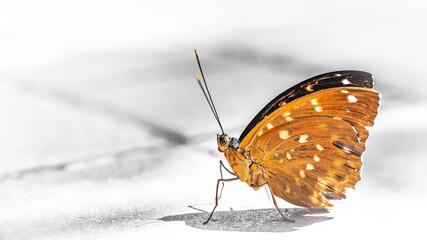 Colorful and beautifully patterned diurnal butterflies search for food in the warm morning sun.