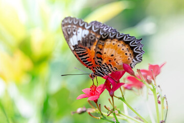 Colorful and beautifully patterned diurnal butterflies search for food in the warm morning sun.