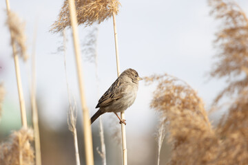 bird sparrow
