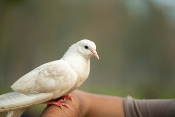 A very beautiful white color dove, pigeon
