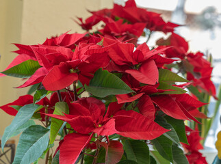 Red poinsettia in front of a window in spain. Traditional Christmas flower