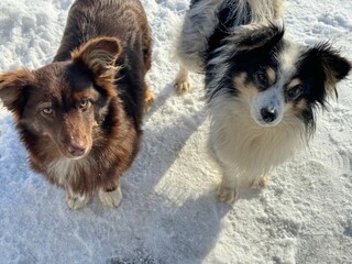 Two funny dogs mongrels on the snow 