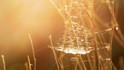 Spider webs and water spray in the morning sun