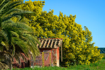 Mimosas autour d'une cabane