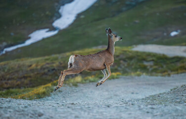 mountain deer bounding in mid air
