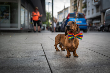 cute dachshund with a rainbow bow tie - 731773595