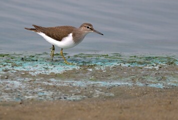 Flussuferläufer (Acitis hypoleucos) am Strand